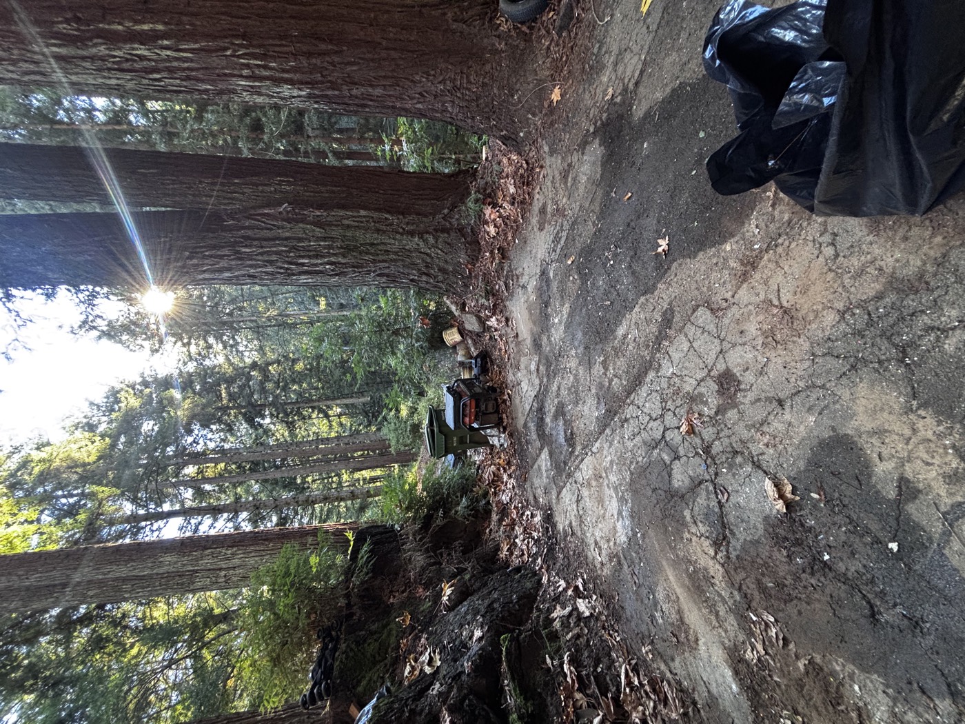 After view of the wooded driveway cleared of junk and debris