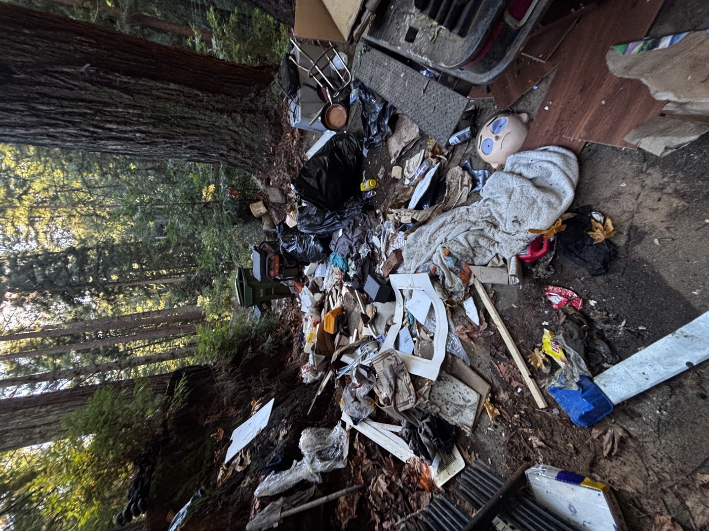 Before view of junk and debris covering a wooded driveway